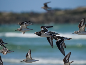 La_Torche_j_y_Crois_03